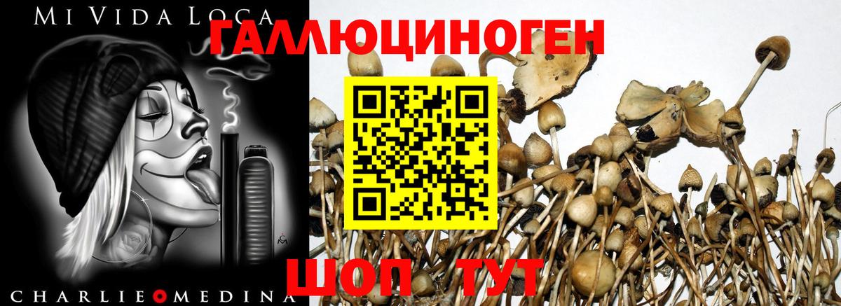 Галлюциногенные грибы прущие грибы  Галлюциногенные грибы MAGIC MUSHROOMS  Долгопрудный 